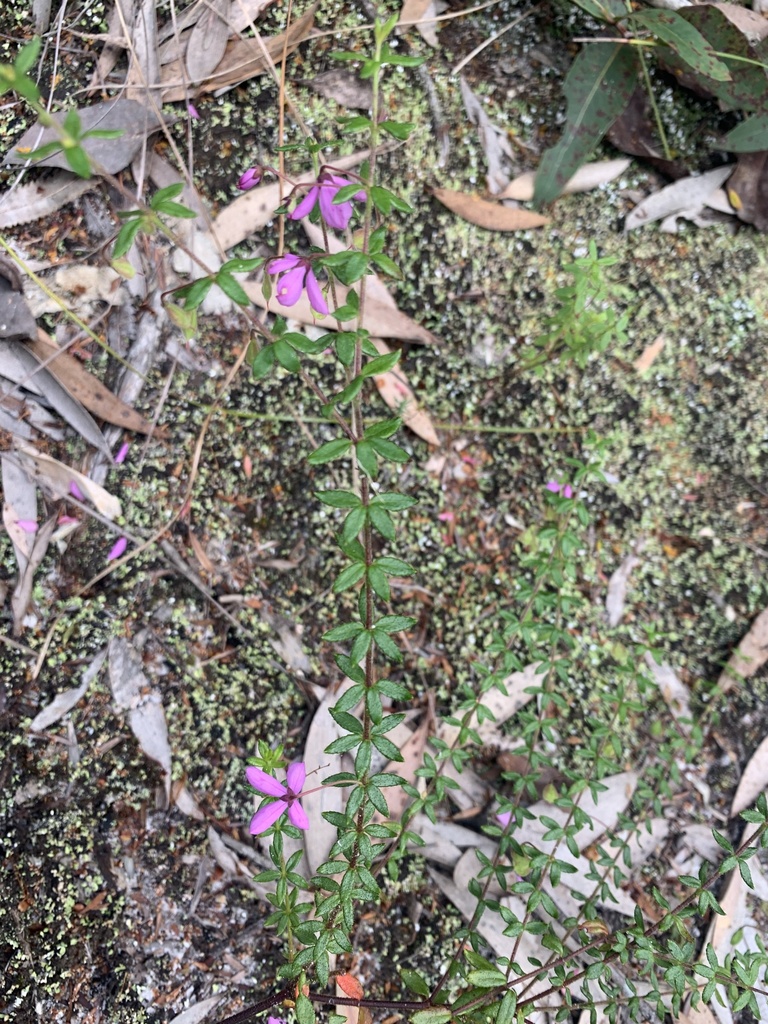 thyme-pink-bells-from-teewah-pipeline-track-cooloola-qld-au-on