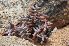 Crassula grisea