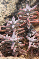 Crassula grisea