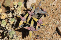 Crassula grisea