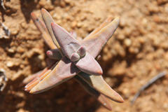 Crassula grisea