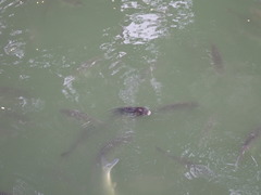 Barbonymus gonionotus