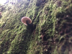 Mycena atrata