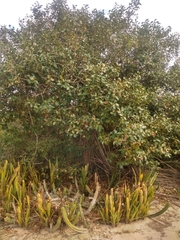 Garcinia brasiliensis