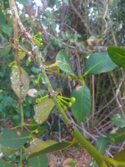 Garcinia brasiliensis
