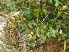 Garcinia brasiliensis