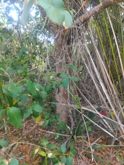 Garcinia brasiliensis