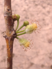 Garcinia brasiliensis