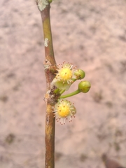 Garcinia brasiliensis