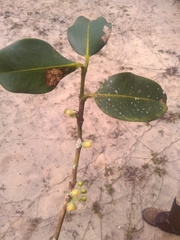 Garcinia brasiliensis