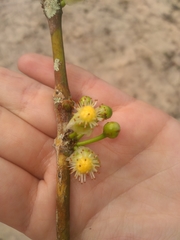 Garcinia brasiliensis