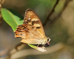Heteronympha banksii