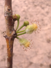 Garcinia brasiliensis