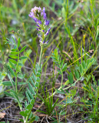 Astragalus austrosibiricus