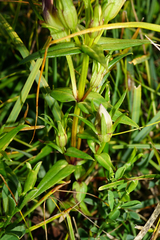Gentianella austriaca
