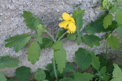 Chelidonium majus
