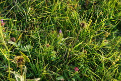 Gentianella austriaca