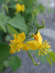 Chelidonium majus