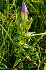 Gentianella austriaca