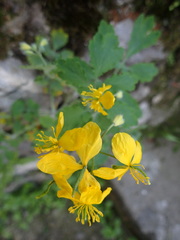 Chelidonium majus