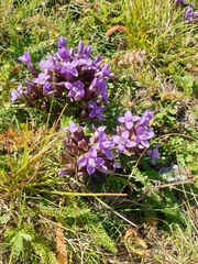 Gentianella campestris