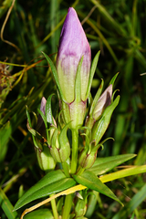 Gentianella austriaca