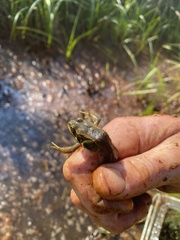 Rana pretiosa