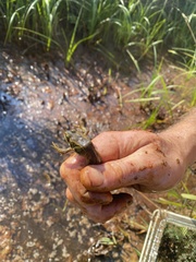 Rana pretiosa