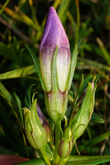 Gentianella austriaca