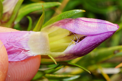 Gentianella austriaca