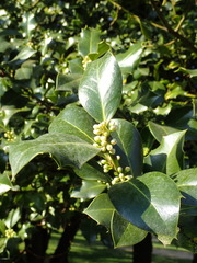 Ilex aquifolium