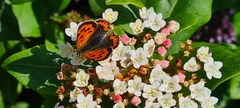 Lycaena phlaeas