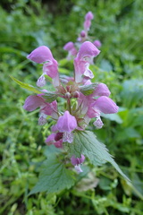 Lamium maculatum