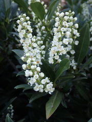 Prunus laurocerasus