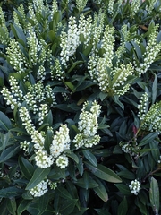 Prunus laurocerasus