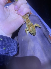Rana pretiosa