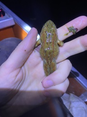 Rana pretiosa
