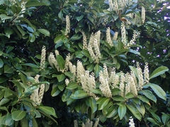 Prunus laurocerasus