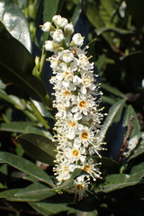 Prunus laurocerasus