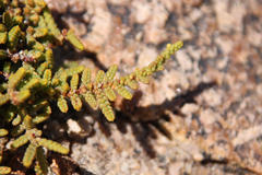 Crassula muscosa muscosa