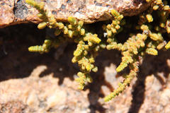 Crassula muscosa muscosa