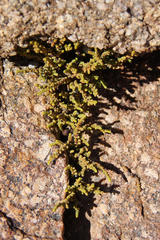 Crassula muscosa muscosa