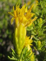 Pteronia empetrifolia