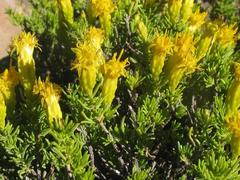 Pteronia empetrifolia