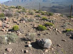 Pteronia empetrifolia