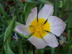 Tulipa saxatilis