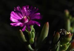 Ruschia montaguensis