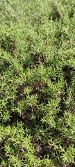 Genista hispanica