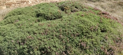 Genista hispanica