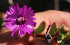 Ruschia montaguensis